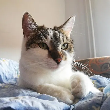 Sweet & Sweet Cats & Fast Internet Хостел *