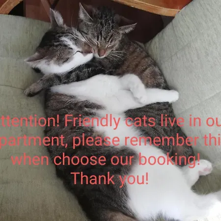 Sweet & Sweet Cats & Fast Internet 旅馆 *