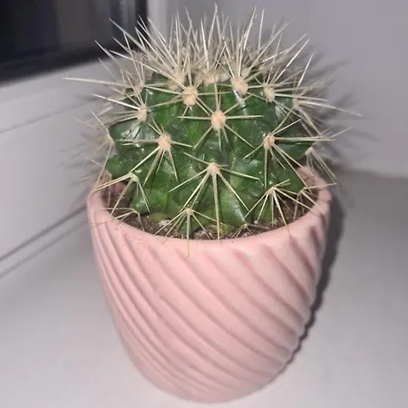 Sweet & Sweet Cats & Fast Internet 弗罗茨瓦夫