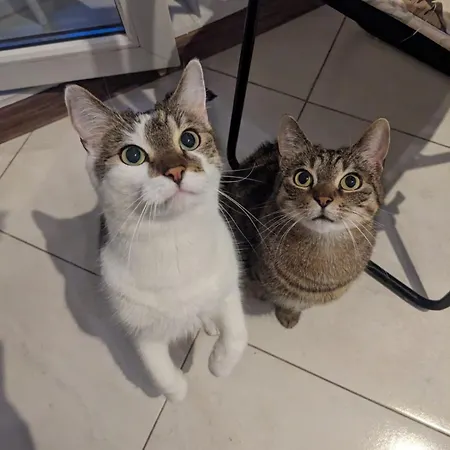 Sweet & Sweet Cats & Fast Internet 弗罗茨瓦夫