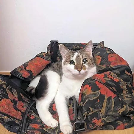 Hostel Sweet & Sweet Cats & Fast Internet Wroclaw